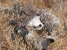 cow skull.jpg