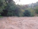 meadow.jpg