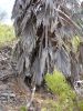 palm_closeup.jpg