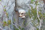 Filename : skull.jpg
Filesize : 152KB
Dimensions : 800x533
Date added : Jan 19, 2009 skull.jpg