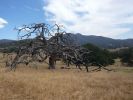 tree of life.jpg